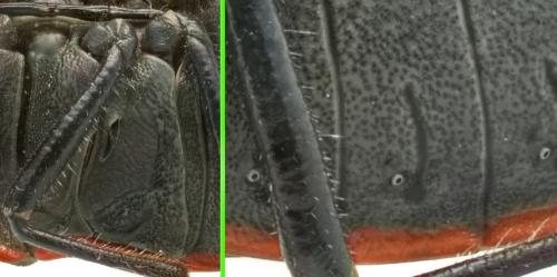 Réf. 345 146 : Chlorochroa ligata